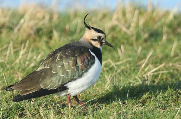 Magnifcent Lapwing Vanellus Vanellus Che Nutre Campo Sul Bordo Dell — Foto Stock