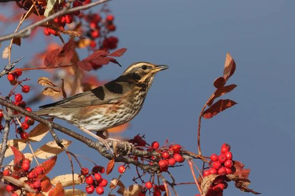 Hermoso Ala Roja Turdus Iliacus Alimentándose Bayas Rowan Las Tierras — Foto de Stock