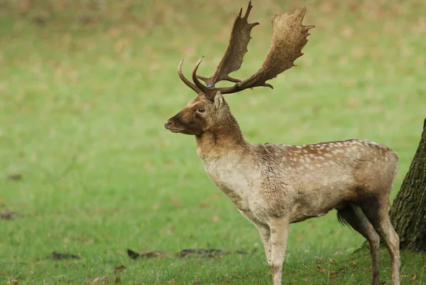 Magnifique Cerf Jachère Dama Dama Debout Dans Champ Pendant Ornière — Photo