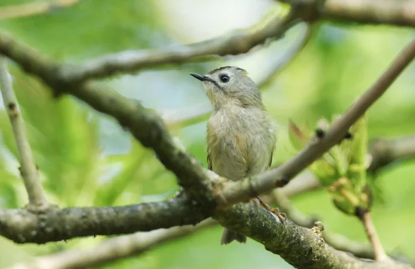 Mały Goldcrest Regulus Regulus Siedzący Gałęzi Drzewa Wiosną — Zdjęcie stockowe