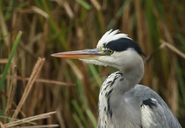 Head Shot Grey Heron Ardea Cinerea Hunting Food Reeds — Stock Photo, Image