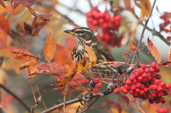 Hermoso Ala Roja Turdus Iliacus Alimentándose Bayas Rowan Las Tierras — Foto de Stock