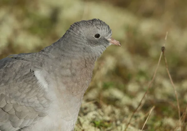 Μια Φωτογραφία Ενός Όμορφου Stock Dove Της Columba Oanas Που — Φωτογραφία Αρχείου