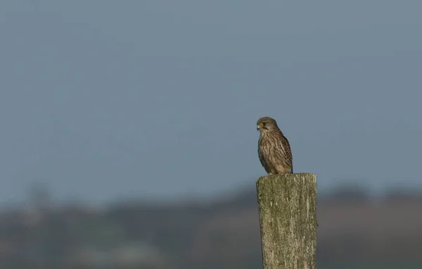 Pretty Kestrel Falco Tinnunculus Perched Wooden Post — Stock Photo, Image