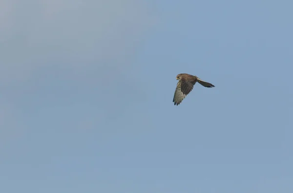 Hovering Kestrel Falco Tinnunculus Flight Hunting Food — Stock Photo, Image
