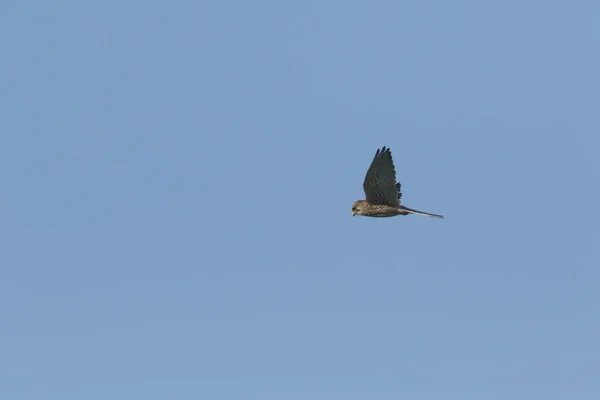 Cernícalo Flotante Falco Tinnunculus Busca Comida Vuelo — Foto de Stock