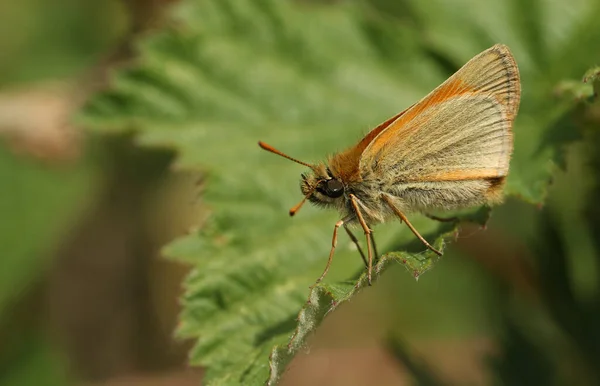 Sebuah Baru Muncul Kecil Skipper Butterfly Thymelicus Sylvestris Bertengger Atas — Stok Foto