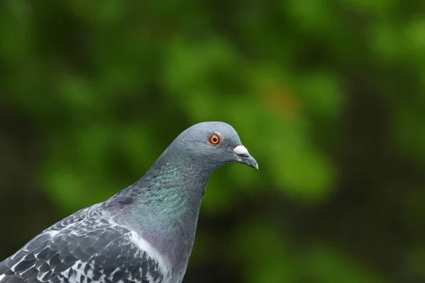 Une Photo Tête Joli Pigeon Sauvage Colombe Rocheuse Columba Livia — Photo