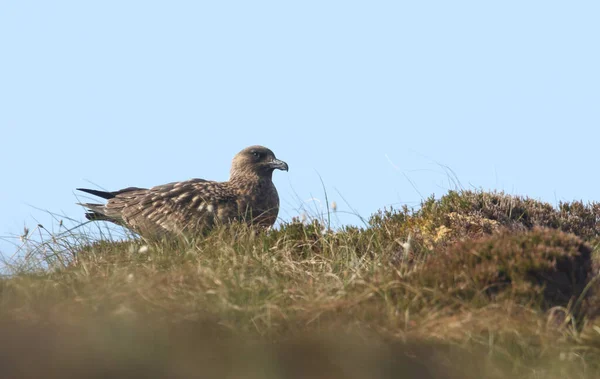 Egy Nagy Skua Catharacta Skua Egy Domboldalon Orkney Szigeten Hoy — Stock Fotó