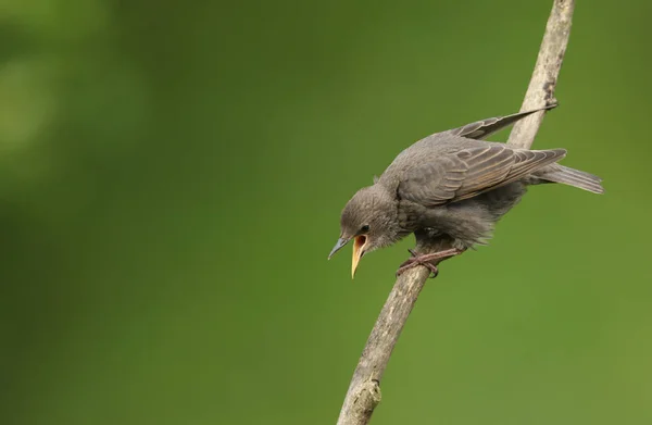 Bebê Bonito Starling Sturnus Vulgaris Empoleirado Ramo Chamando Seus Pais — Fotografia de Stock