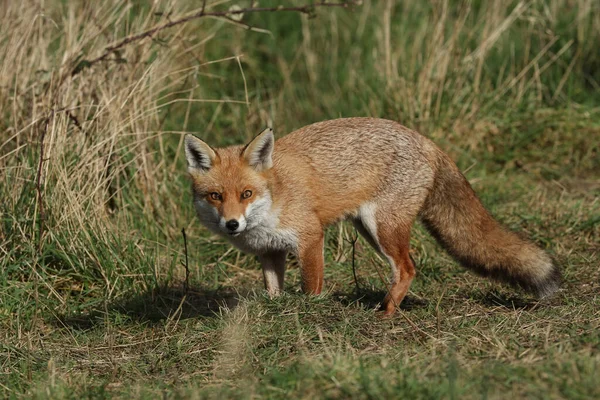 A magnificent hunting wild Red Fox, Vulpes vulpes, walking along the edge of a field.