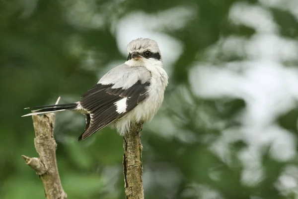 Een Magnifieke Great Grey Shrike Lanius Excubitor Zittend Het Puntje — Stockfoto