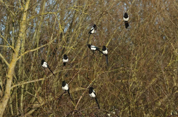Büyüleyici bir saksağan kabilesi, Pica pica, Hawthorn ağacına tünemiş.