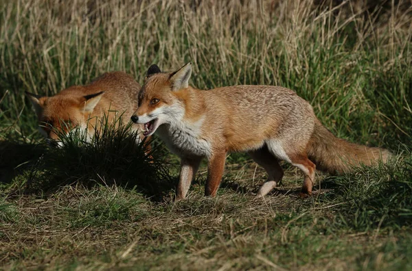 Dois Magníficos Caça Selvagem Red Fox Vulpes Vulpes Alimentando Campo — Fotografia de Stock