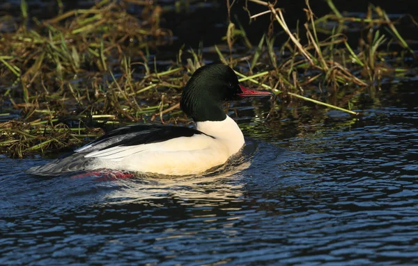 Impressionante Goosander Masculino Mergus Merganser Nadando Rio Tem Mergulhado Debaixo — Fotografia de Stock