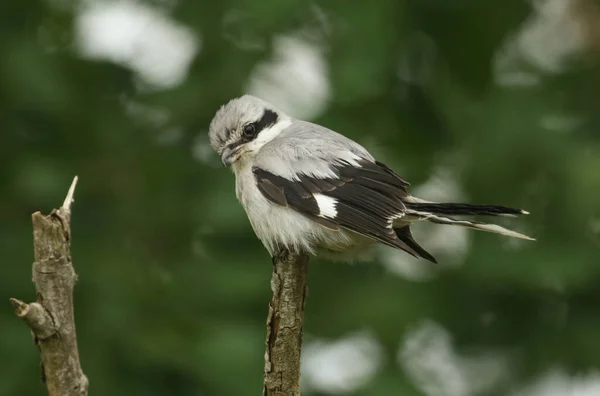 Magnífico Raro Grande Cinzento Shrike Lanius Excubitor Pousando Ponta Galho — Fotografia de Stock