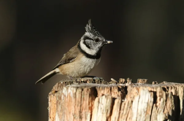 Rare Crested Tit Lophophanes Cristatus Perching Wooden Tree Stump Food — 图库照片