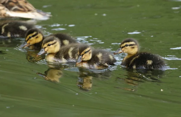 A family of cute Mallard Ducklings, Anas platyrhynchos, swimming on a lake in spring.