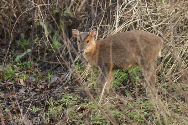 Ein Niedliches Wildes Muntjac Reh Muntiacus Reevesi Das Sich Rande — Stockfoto