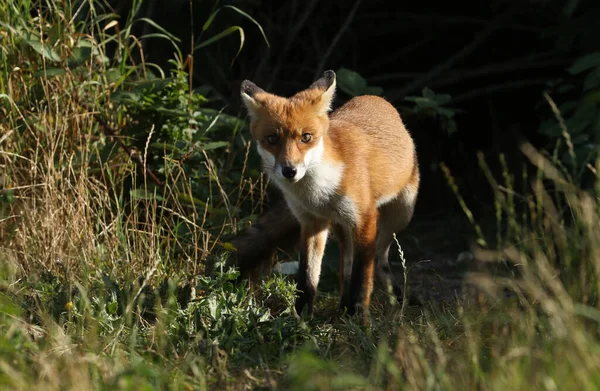 A hunting wild Red Fox, Vulpes vulpes, emerging from its den in the undergrowth.