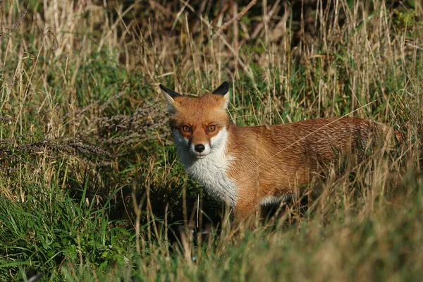 Μια Υπέροχη Κόκκινη Αλεπού Vulpes Vulpes Κυνηγούν Για Τροφή Ένα — Φωτογραφία Αρχείου