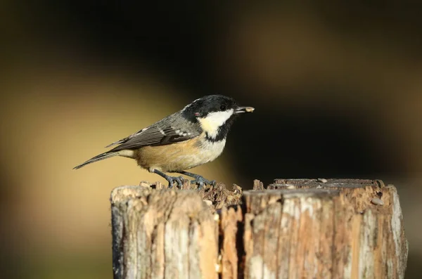 Pretty Coal Tit Periparus Ater Feeding Wooden Tree Stump Abernathy — Φωτογραφία Αρχείου