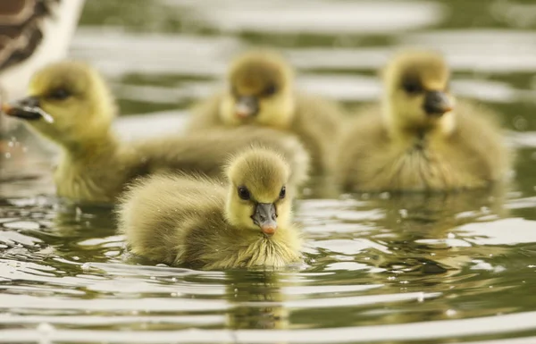 Tatlı Greylag Goose Gosling (Anser anser) gölde yüzüyor.