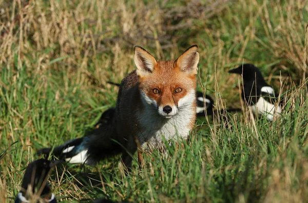 Uma Magnífica Raposa Vermelha Selvagem Vulpes Vulpes Caçando Comida Para — Fotografia de Stock