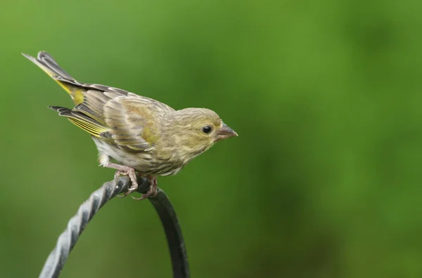 Bebê Bonito Greenfinch Cloro Cloro Poleiro Poste Metal — Fotografia de Stock