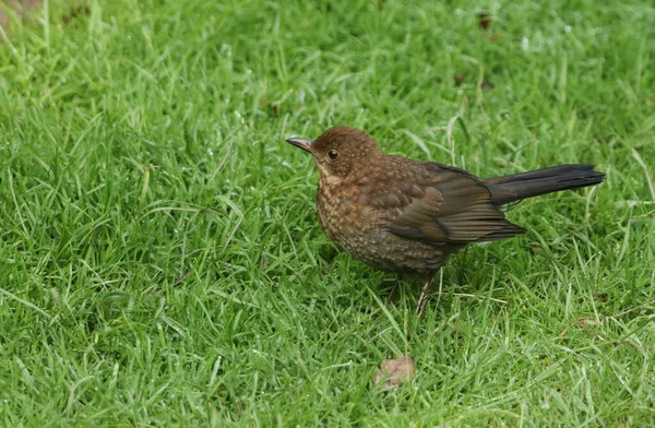 Çimlerin Üzerinde Duran Sevimli Bir Bebek Karatavuk Turdus Merula Yemek — Stok fotoğraf