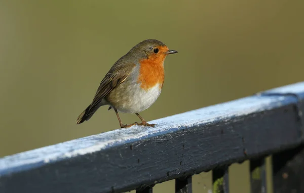 Een Prachtige Robin Erithacus Rubecula Een Stoel — Stockfoto