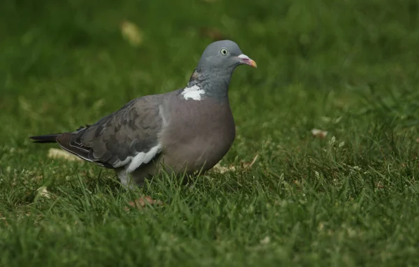 Egy Csinos Woodpidgeon Columba Palumbus Aki Fűben Áll Kaját Keresett — Stock Fotó