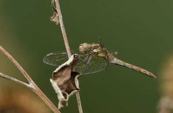 Eine Jagende Darter Libelle Sympetrum Striolatum Thront Auf Einer Pflanze — Stockfoto