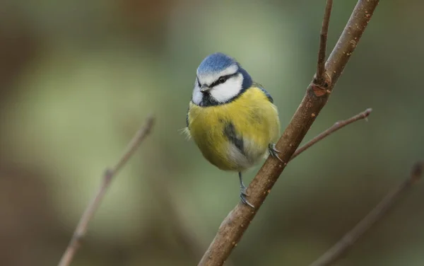 Pretty Blue Tit Cyanistes Caeruleus Perched Branch Tree Has Been — Stock Photo, Image