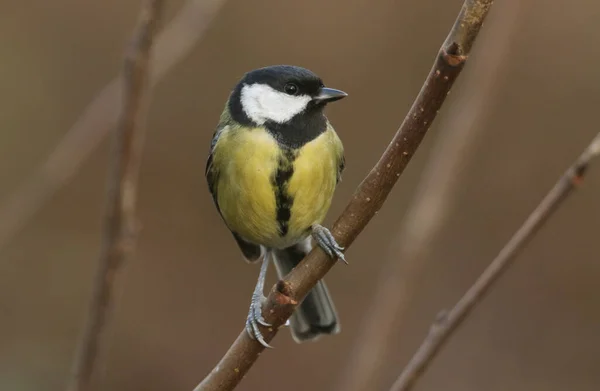 Pretty Great Tit Parus Major Perched Branch Tree Has Been — Stockfoto