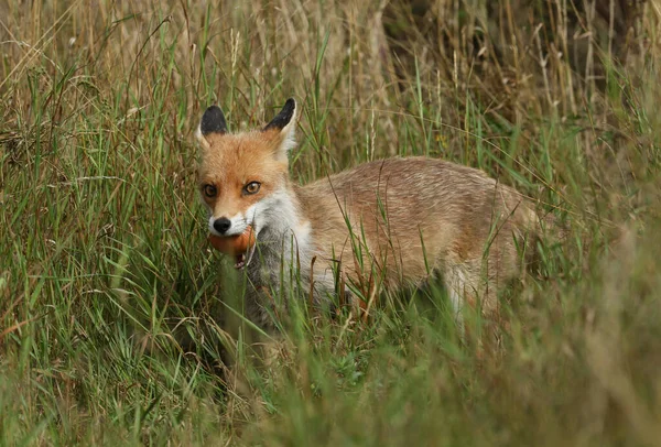 Uma Raposa Vermelha Selvagem Vulpes Vulpes Caminhando Por Campo Com — Fotografia de Stock