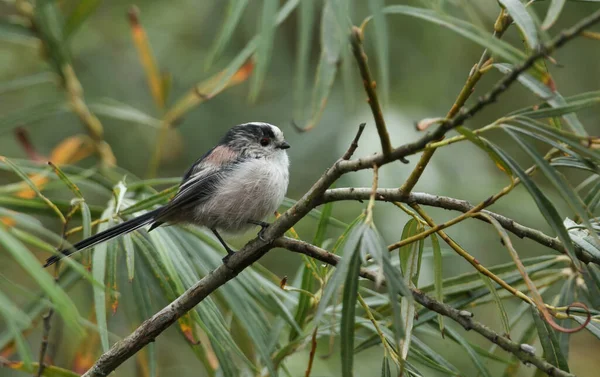 Pretty Long Tailed Tit Aegithalos Caudatus Perching Branch Willow Tree — Stockfoto