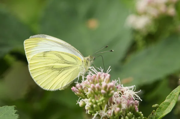 Egy Szép Zöld Erezetű Fehér Pillangó Pieris Napi Egy Rózsaszín — Stock Fotó