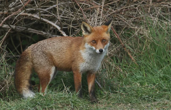 Magnífico Zorro Rojo Vulpes Vulpes Buscando Comida Para Comer Borde — Foto de Stock