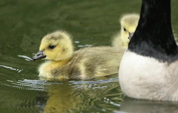 Две Сладкие Гусиные Гуси Канады Branta Canadensis Купание Озере Весной — стоковое фото