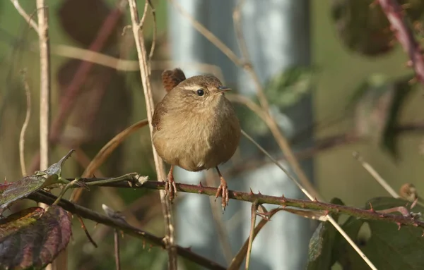 Güzel Bir Wren Troglodit Trogloditleri Çalıların Üzerine Tünemiş — Stok fotoğraf