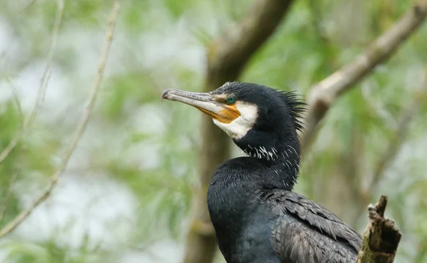 Huvudbild Skarv Phalacrocorax Carbo Som Sticker Upp Ett Träd Över — Stockfoto