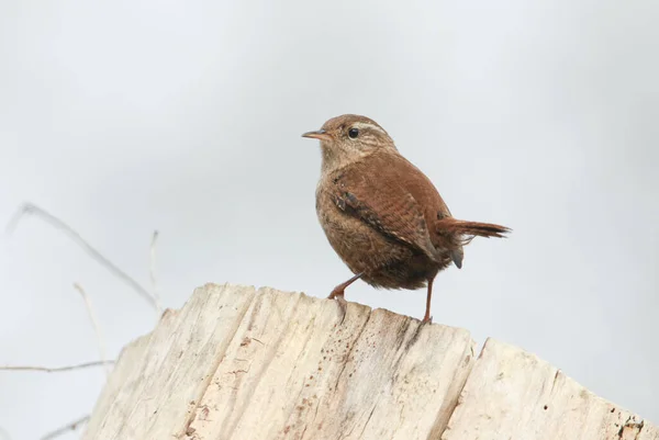 Una Hermosa Wren Troglodytes Troglodytes Encaramada Tronco Árbol — Foto de Stock