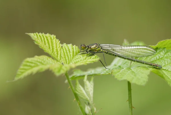 Femelă Recent Apărută Common Blue Damselfly Enallagma Cyathigerum Cocoșând Frunză — Fotografie, imagine de stoc