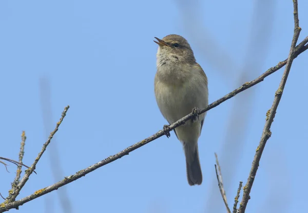 Ein Schöner Singender Zilpzalp Phylloscopus Collybita Der Auf Einem Ast — Stockfoto