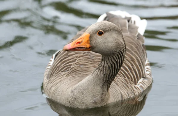 Een Mooie Grauwe Gans Anser Anser Zwemmend Een Meer — Stockfoto