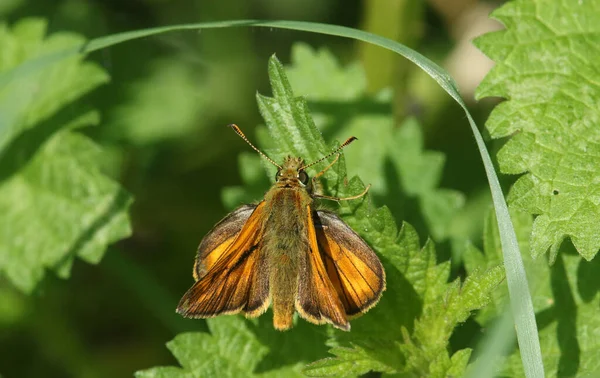 Beautiful Large Skipper Butterfly Ochlodes Sylvanus Perched Stinging Nettle — Stock Photo, Image
