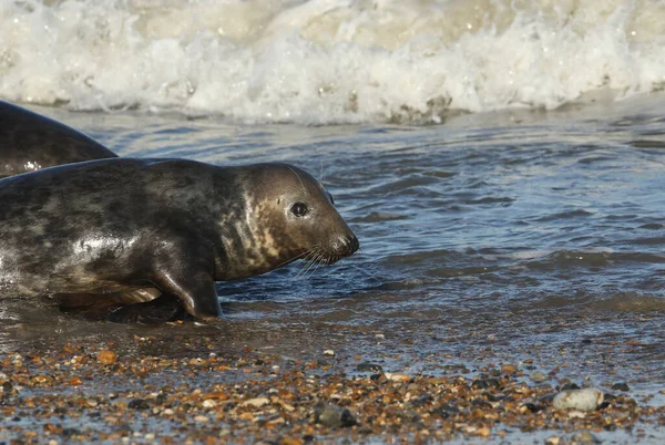 Een Prachtige Grijze Zeehond Halichoerus Grypus Aan Kust Tijdens Het — Stockfoto