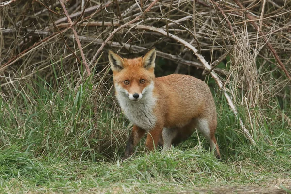 Uma Magnífica Raposa Vermelha Vulpes Vulpes Caçando Comida Beira Matagal — Fotografia de Stock