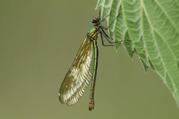 Newly Emerged Beautiful Female Banded Demoiselle Dragonfly Calopteryx Splendens Perching — Stock Photo, Image